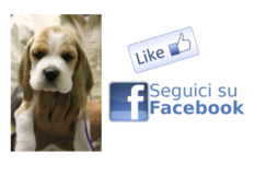 Facebook Ammirabel Beagle